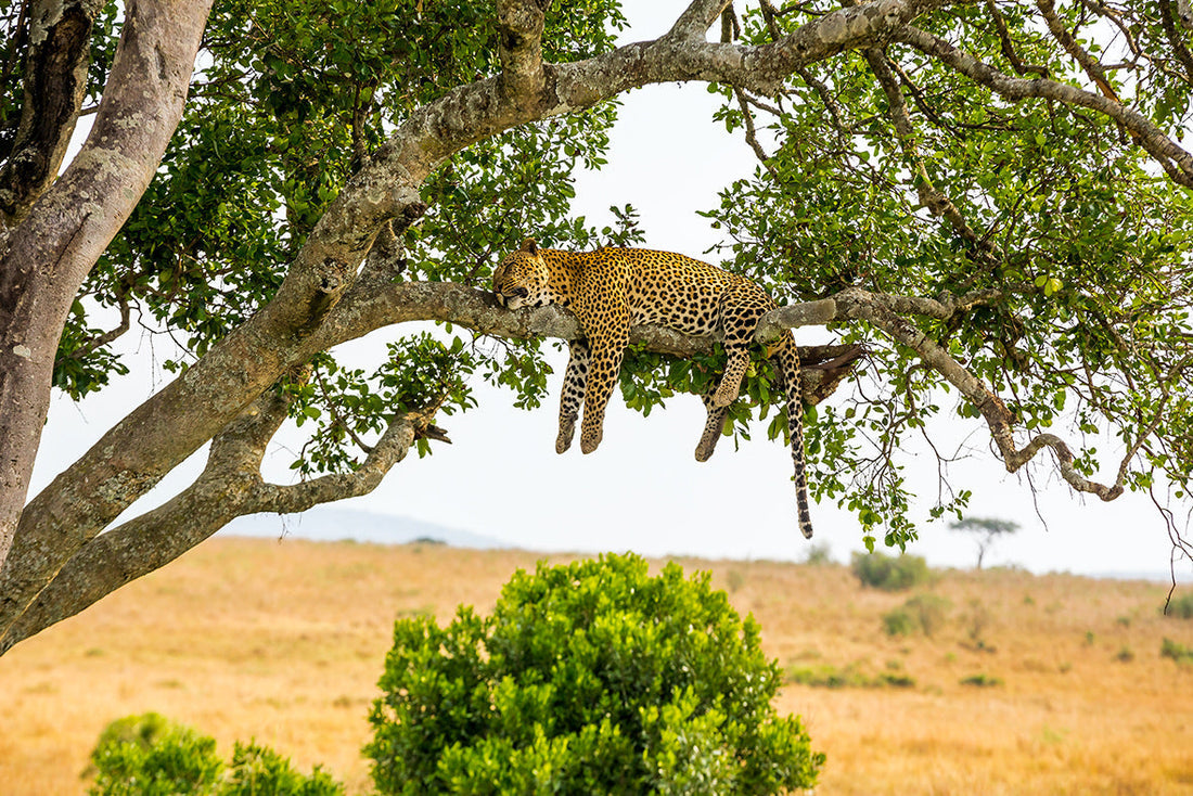 12 sleep habits in the animal world
