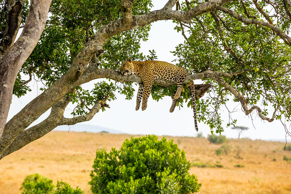 12 sleep habits in the animal world