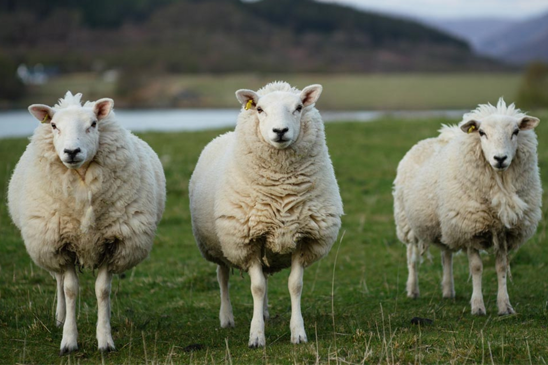 The power of natural NZ wool