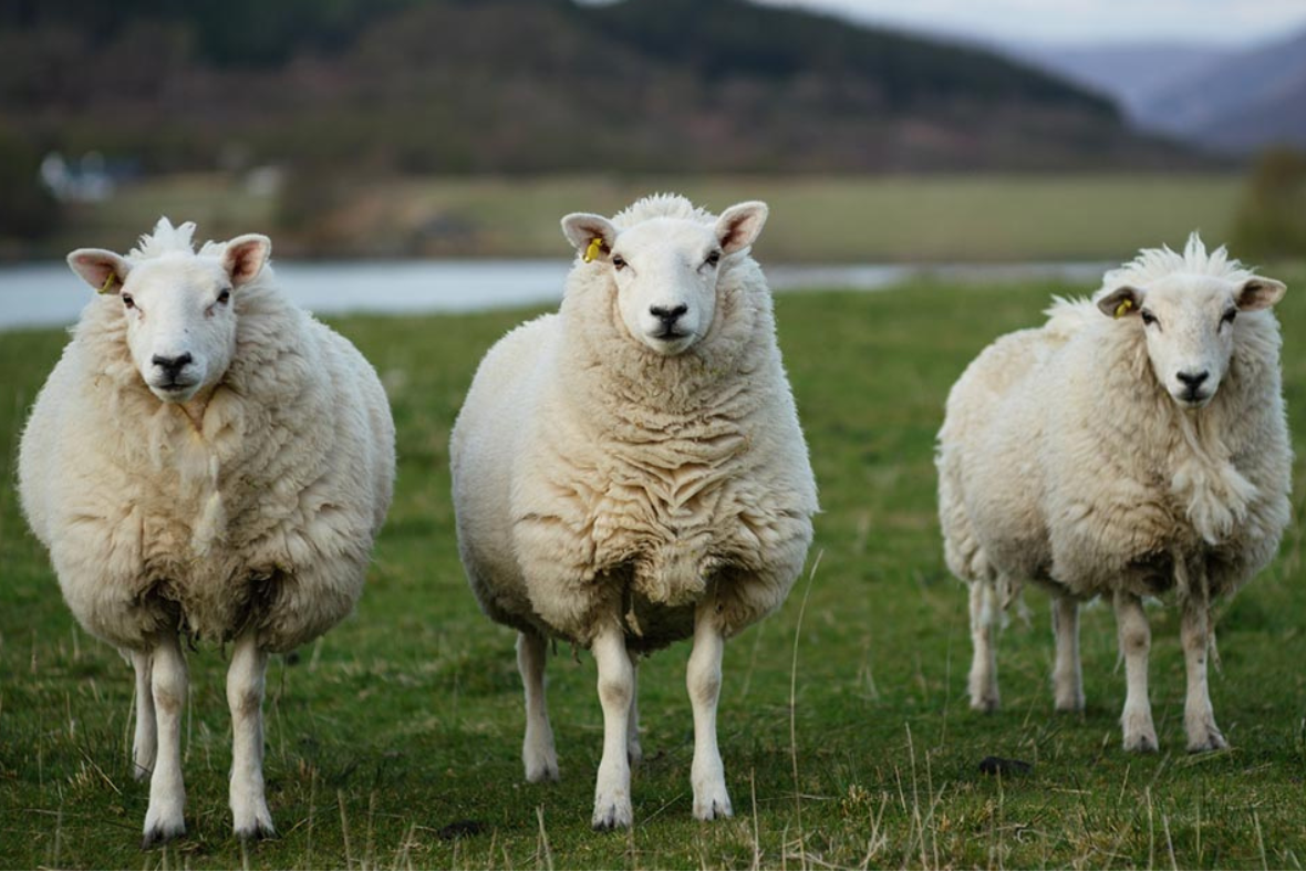 The power of natural NZ wool