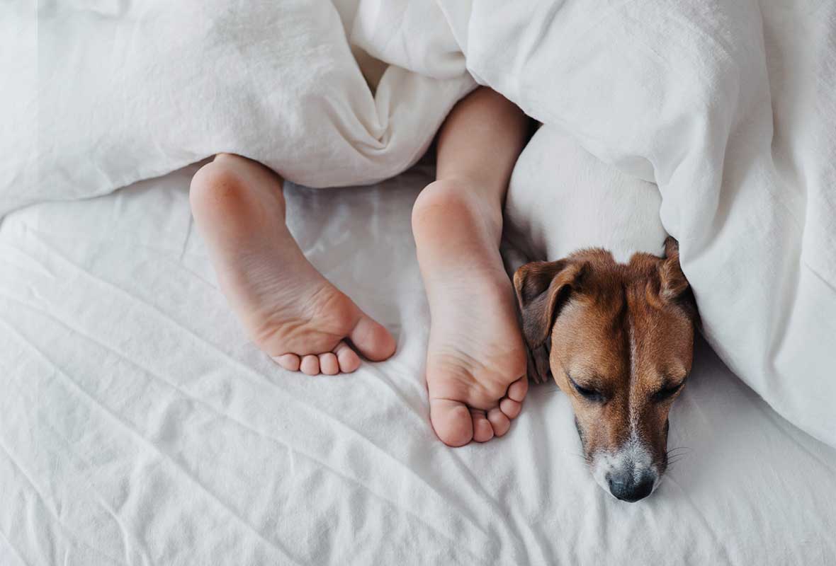 Should I let the dog sleep on my bed?